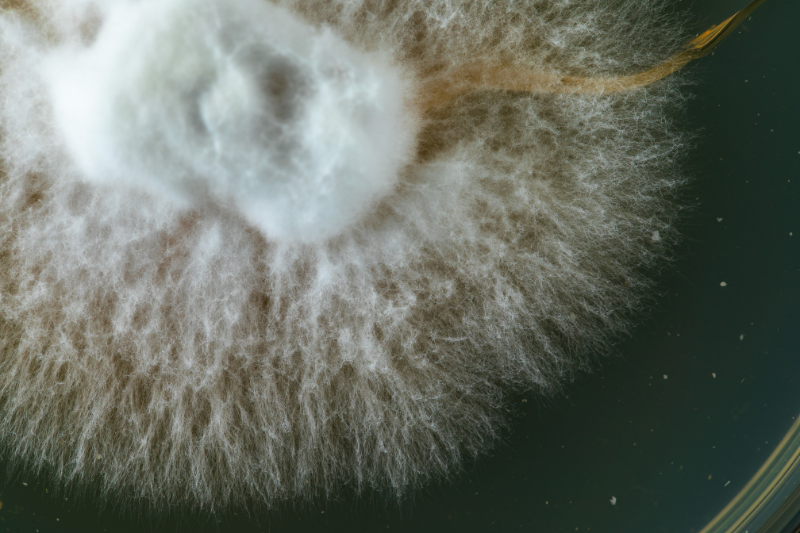New study shows Lion’s Mane mycelium may offer distinct immune-balancing benefits over fruiting body extracts