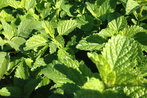 New study validates Givaudan's Zensera lemon balm extract for cognitive performance under stress