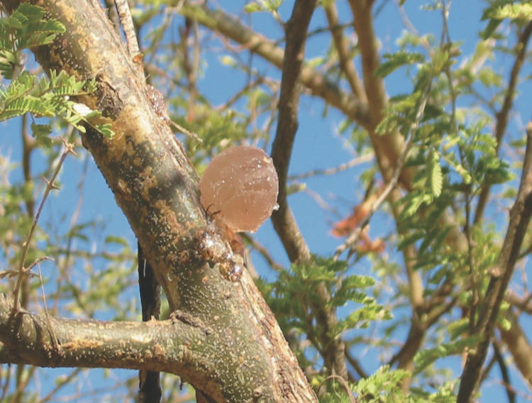 Nexira celebrates FDA's acacia gum decision 