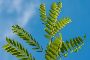 Nexira enhances its acacia sustainability