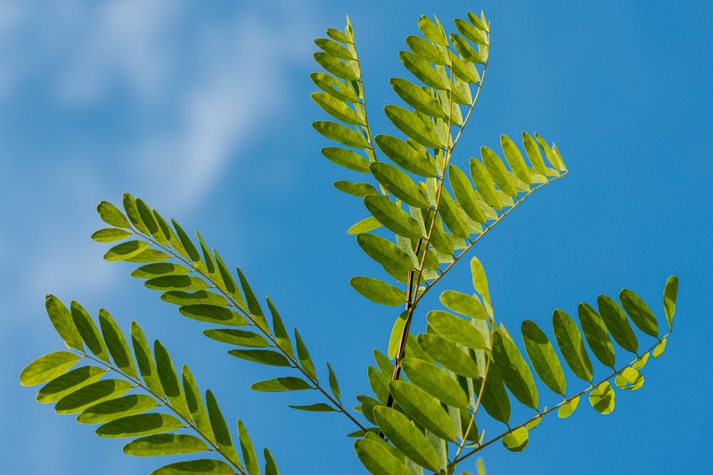 Nexira enhances its acacia sustainability
