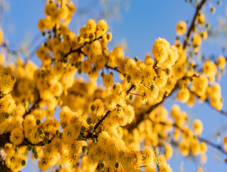 Nexira increases acacia production capacity at French plant