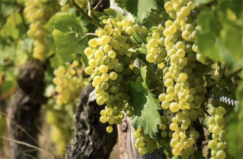 Nexira is launching VinOseed SO free