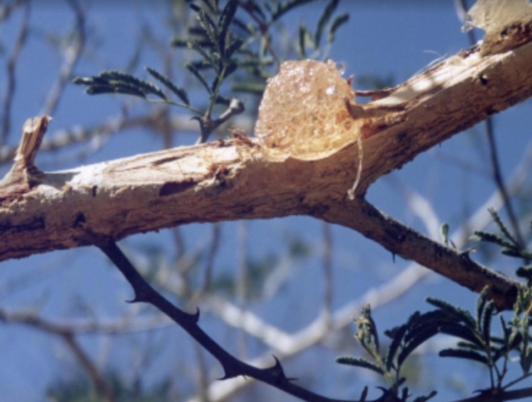 Nexira launches sustainable ingredient brand