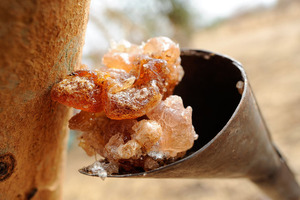 Nexira launches the third phase of its "Acacia Program to Promote Sustainability in Africa"