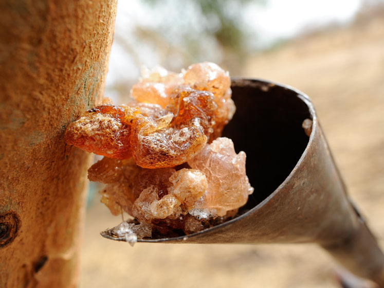 Nexira launches the third phase of its "Acacia Program to Promote Sustainability in Africa"