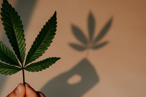 Nine CBD innovation trends to watch in 2022
