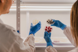 Novella, Metaphor Foods unite to commercialise cell-based natural preservatives