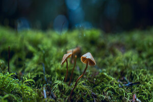 Novozymes launches myco-protein innovation platform