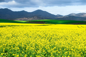 Nuseed at IFT 2024: presenting the world’s first plant-based comprehensive omega-3