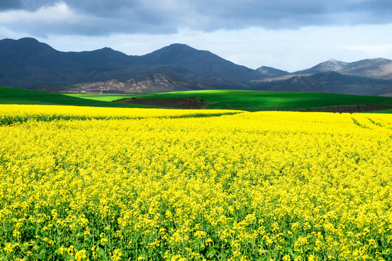Nuseed at IFT 2024: presenting the world’s first plant-based comprehensive omega-3