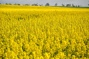 Nuseed canola omega-3 oil achieves FDA validation
