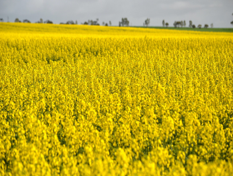 Nuseed canola omega-3 oil achieves FDA validation