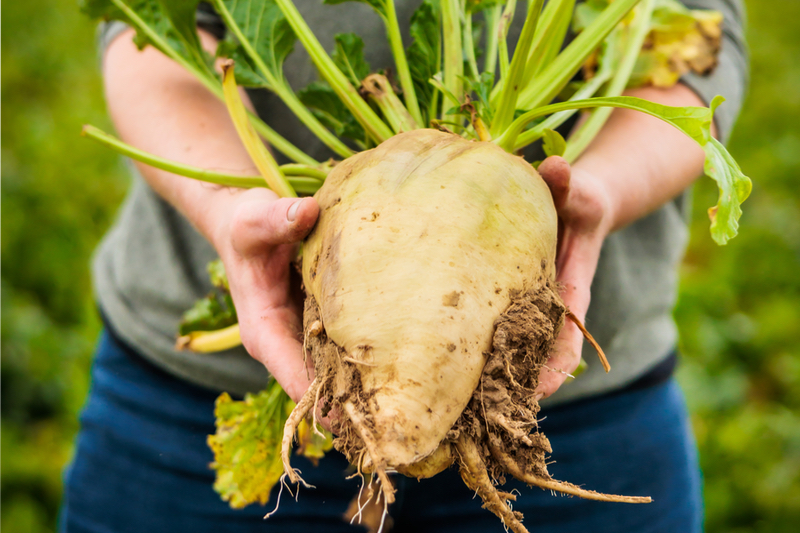Nutraceutical ingredients providers join forces to support sustainable farming