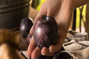 Nutrafruit and Native Extracts launch Queen Garnet ingredients