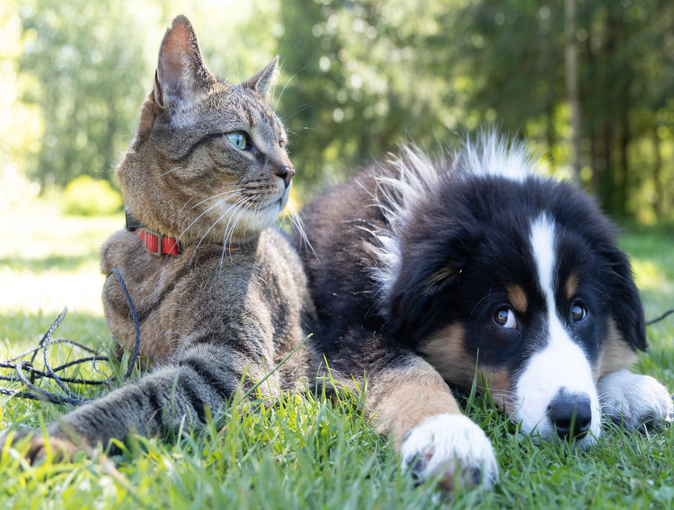 Nutrasource joins National Animal Supplement Council 