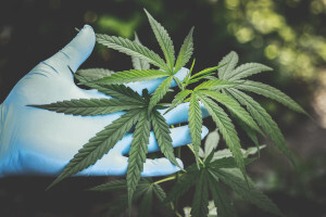 OBX announces results of Phase I toxicology assessment