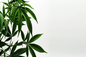 OBX completes trial of cannabinoids for pain relief