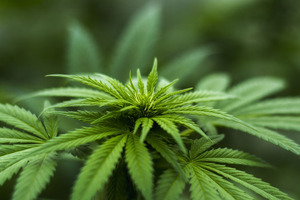 Open Book Extracts (OBX) announces founding membership in ONE HEMP