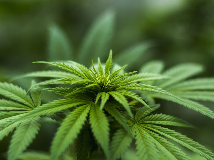 Open Book Extracts (OBX) announces founding membership in ONE HEMP