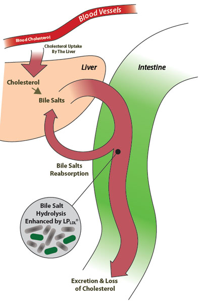 OptiBiotix’s cholesterol-reducing microbiome modulator to be presented at Vitafoods Europe