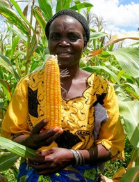 Orange maize improves Vitamin A in children, finds new study