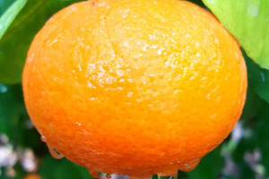 Orri Jaffa Mandarin gets sustainability support
