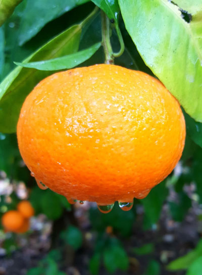 Orri Jaffa Mandarin gets sustainability support
