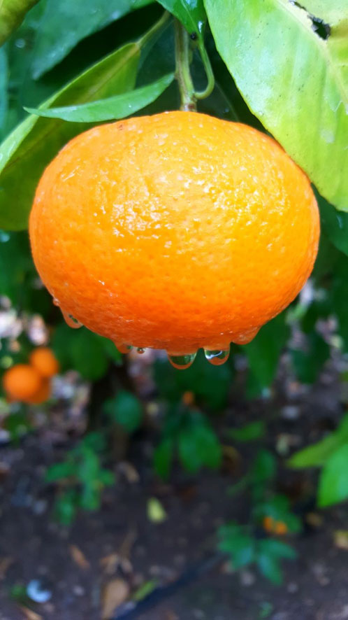 Orri Jaffa mandarins heading to North America