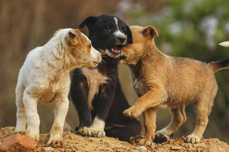 Palms for pets: PhytoGaia exhibit phytonutrient pet food solutions at two events