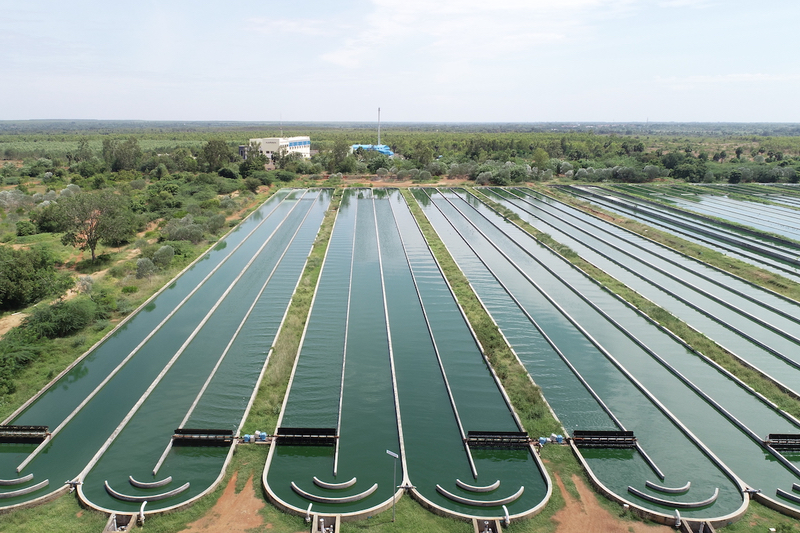 Parry Nutraceuticals' organic spirulina awarded EU import license