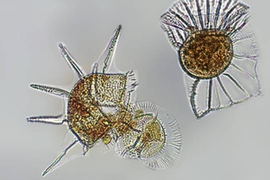Partnership develops natural biocontrol products from microalgae