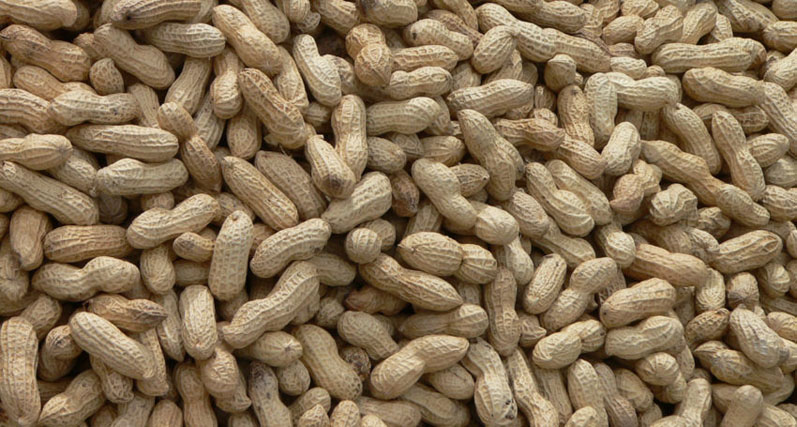 Partnership gives rise to emerging peanut allergy vaccine