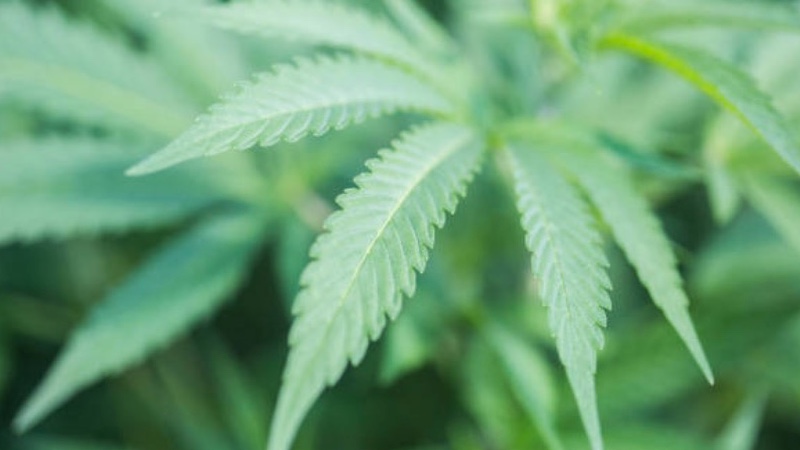 Patent war looms as cannabis legalisation spreads