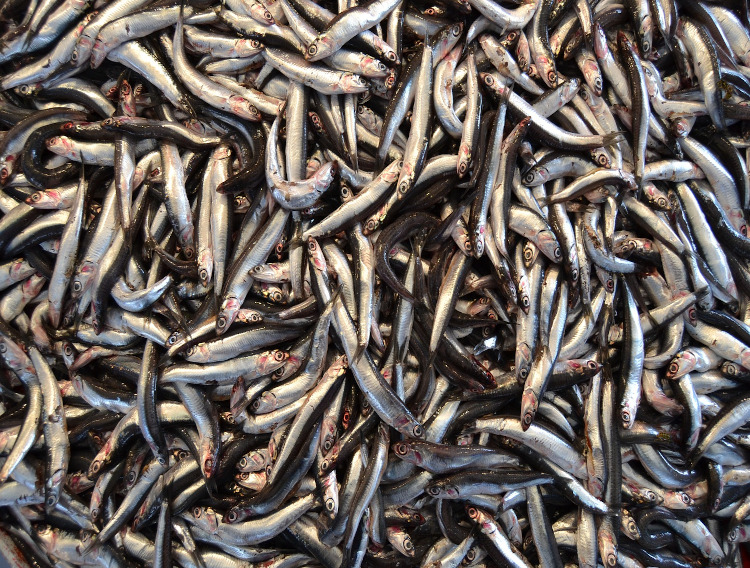 Peruvian fishing companies to join Global Organization for EPA and DHA