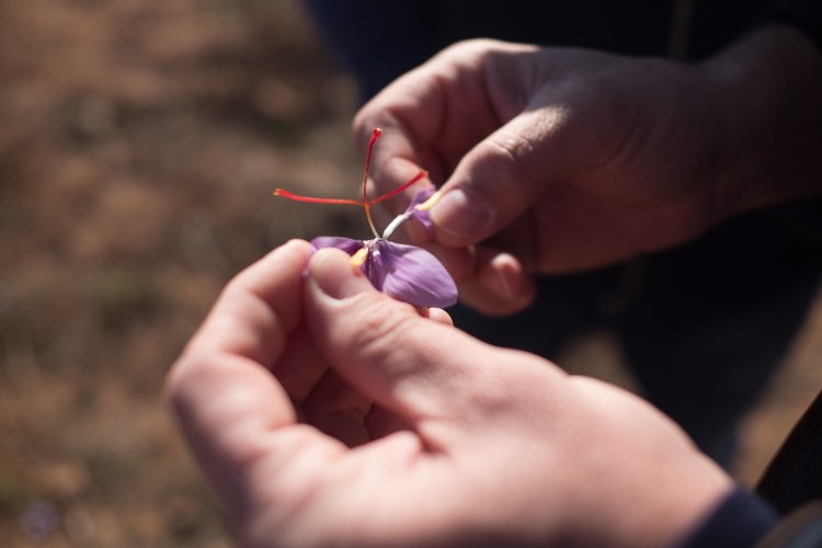 Pharmactive Biotech launches Spanish saffron extract to Asia-Pacific 