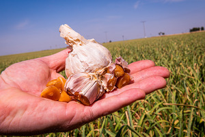 Pharmactive's aged black garlic ingredient proves high in bioactives in new study