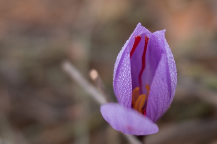 Pharmactive saffron and black garlic extracts achieve organic certification