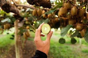 Pharmactive unveils high potency kiwi extract for digestion
