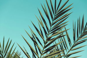 PhytoGaia attains trademark approval for four of its palm phytonutrient ingredients