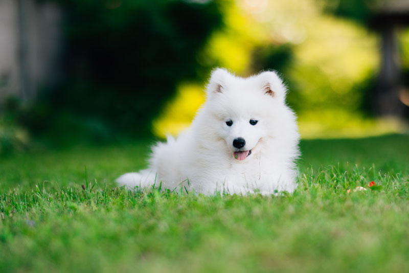 PhytoGaia's clinical study using PetGaia will evaluate skin health and coat quality in dogs