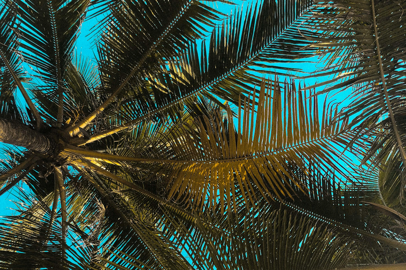 Phytogaia to exhibit the future of palm nutraceuticals at Vitafoods Asia
