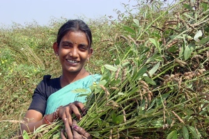Pigeonpea speed breeding to bolster food security in Asian and African drylands