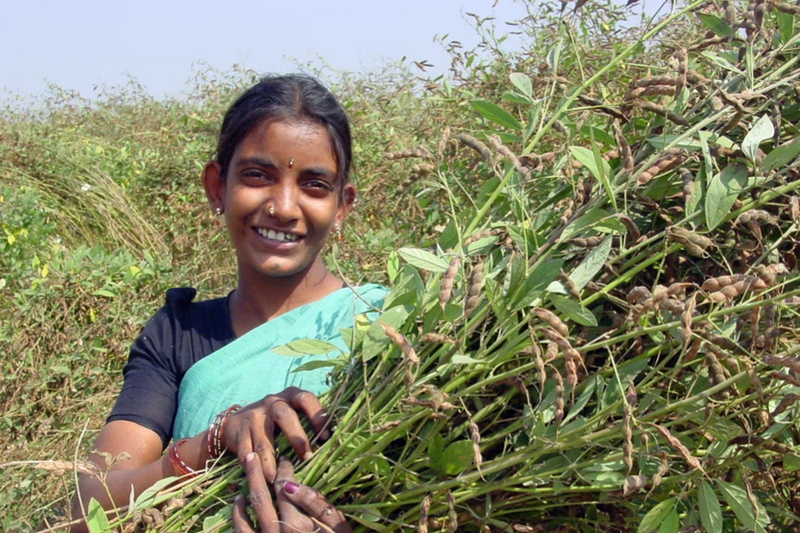 Pigeonpea speed breeding to bolster food security in Asian and African drylands