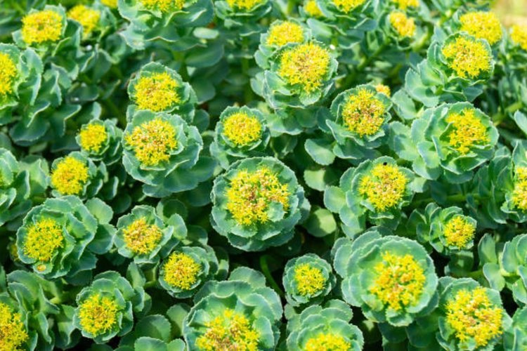 PLT Health markets first sports grade <em>Rhodiola rosea </em> certified in the US