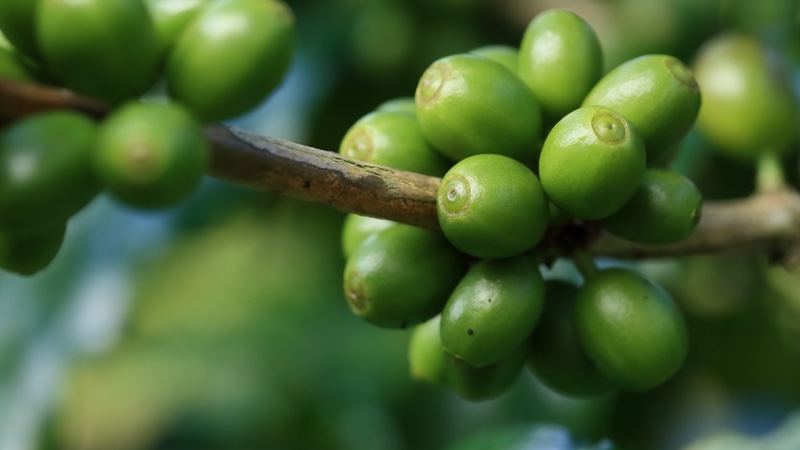 PLT Health Solutions introduces green coffee bean caffeine