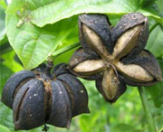 POLARIS Inca Inchi Oil has been certified Friend of the Earth