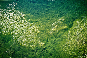 Polaris launches high purity algae oil 