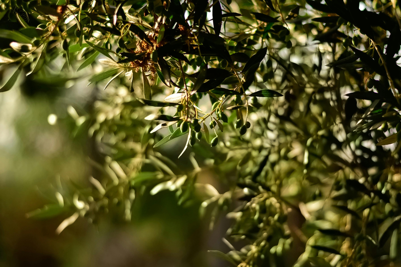 Polyphenol power: how olives can benefit postmenopausal women