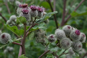 Prebiotic burdock-derived inulin can support the immune system, study finds